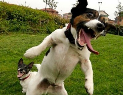0f260b33b2dd90a9e1731efef16dcdf4--jack-russells-funny-dogs.jpg