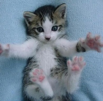 20_sweet_kitten_photos (20).jpg