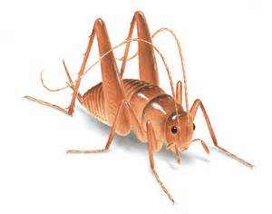 cricket.jpg